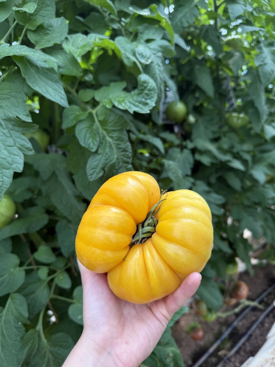 Image of From the Field, Not the Freight Line: Why Local Food Wins in Uncertain Times